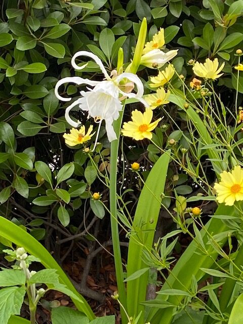 A white flower with green leaves and yellow flowers.