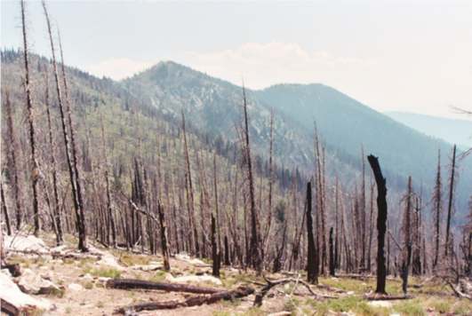 A forest that has been burned down.